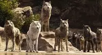lobos/img2/lobos.jpg