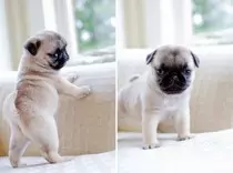 Baby Pugs.jpg