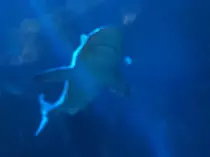 sharkbackground.jpg