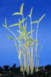 soybean.jpg