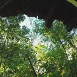 images/bamboo.jpg