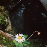 images/littleflower.jpg