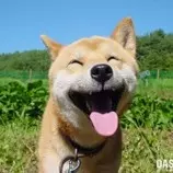 images/dog.jpg