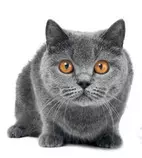 tarea_2/gatos_200.jpg