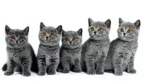 tarea_2/gatos_300.jpg