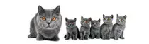 tarea_2/gatos_800.jpg