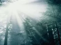 forest.jpg