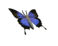 butterfly-animated.gif