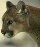 park city/cougar.jpg