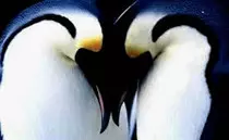 images.jpg