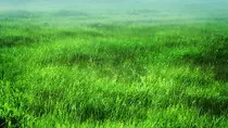 Images/meadow.jpg