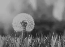 dandelion.gif