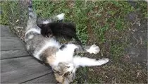 cat.jpg