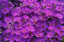 FlowerBeds0033_M.jpg