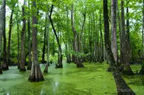 swamp.jpg