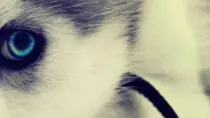 Mod6/p2p_op_boots/puzzle/puppies_06.gif