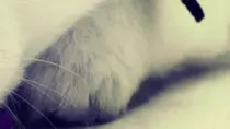 Mod6/p2p_op_boots/puzzle/puppies_09.gif