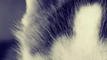 Mod8/p2p_op_boots08/puzzle/puppies_02.gif
