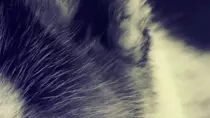Mod8/p2p_op_boots08/puzzle/puppies_03.gif