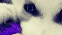 Mod8/p2p_op_boots08/puzzle/puppies_05.gif
