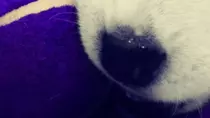 Mod8/p2p_op_boots08/puzzle/puppies_08.gif