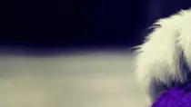 mod7/p2p_op_boots06/puzzle/puppies_04.gif