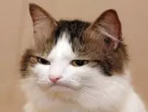 Cat.jpg