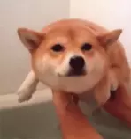 News Hub and Links/doge1.gif
