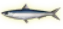 juegos/dolphin/assets/images/sardina.png
