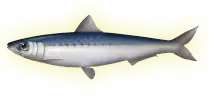 juegos/dolphin/assets/images/sardina01.png