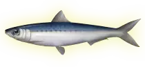 juegos/dolphin/assets/images/sardina02.png
