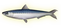 juegos/dolphin/assets/images/sardina03.png