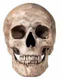 wumpistan/images/skull.jpg