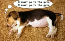 Gym Puppy.jpg