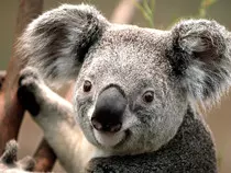 koala.jpg
