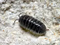 pillbug.jpg