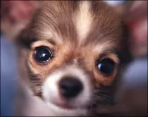 cute-chihuahua-wallpaper.jpeg