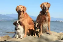 dog-family.jpg