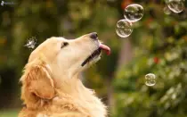 dog11.jpeg