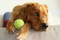 dog14.jpeg