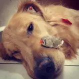 dog2.jpeg