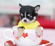dog2.jpg