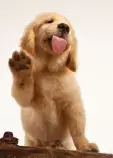 dog3.jpeg