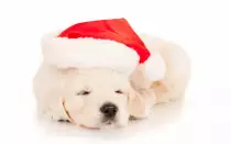dog3.jpg