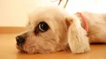 dogdogdog.jpeg