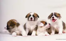 dogs background.jpg