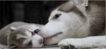 husky.gif