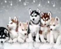 typeofdog.jpg