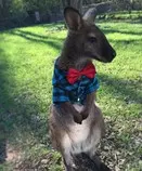 Jack_the_Wallaby.jpg