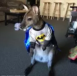 Jack_the_Wallaby_batman.jpg